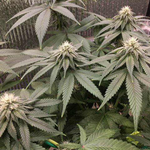 🌚 SSH OG +++ 🌝  ♌️ growlog timeline photo