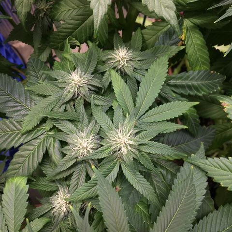 🌚 SSH OG +++ 🌝  ♌️ growlog timeline photo