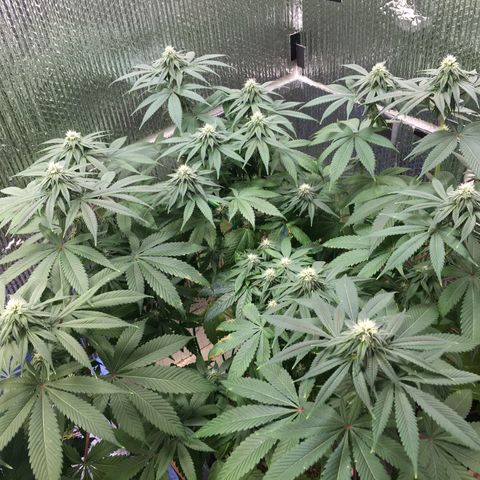 🌚 SSH OG +++ 🌝  ♌️ growlog timeline photo