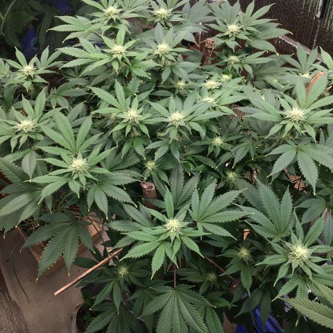 🧀 Cheese 🧀  growlog timeline photo