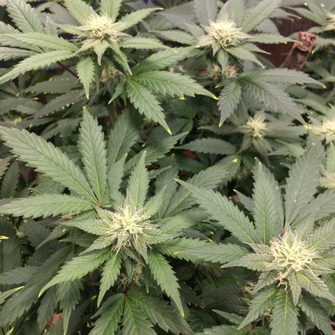 🧀 Cheese 🧀  growlog timeline photo