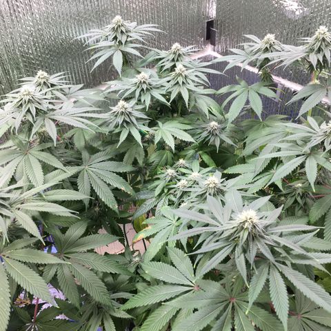 🌚 SSH OG +++ 🌝  ♌️ growlog timeline photo