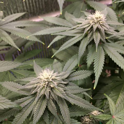 🌚 SSH OG +++ 🌝  ♌️ growlog timeline photo