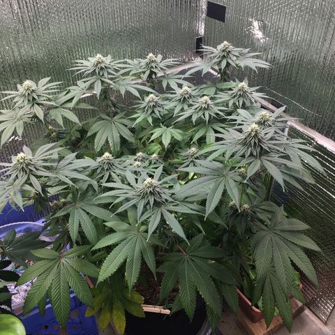 🌚 SSH OG +++ 🌝  ♌️ growlog timeline photo