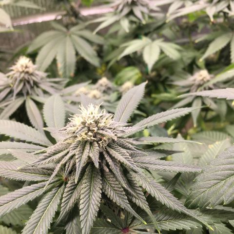🌚 SSH OG +++ 🌝  ♌️ growlog timeline photo