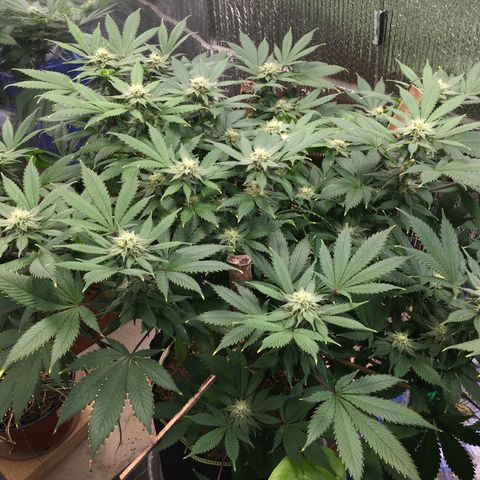 🧀 Cheese 🧀  growlog timeline photo