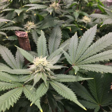 🧀 Cheese 🧀  growlog timeline photo