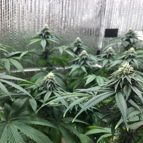 🌚 SSH OG +++ 🌝  ♌️ growlog timeline photo