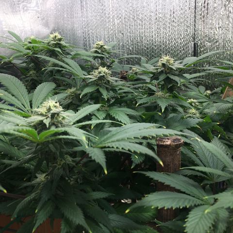 🧀 Cheese 🧀  growlog timeline photo