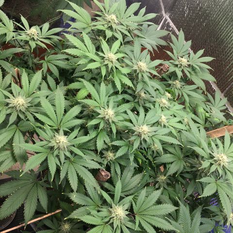 🧀 Cheese 🧀  growlog timeline photo