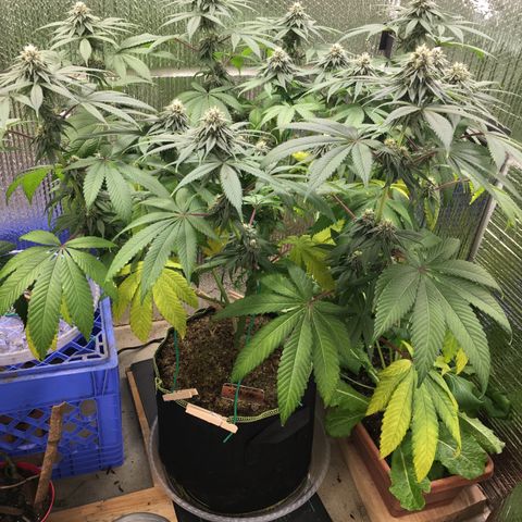 🌚 SSH OG +++ 🌝  ♌️ growlog timeline photo