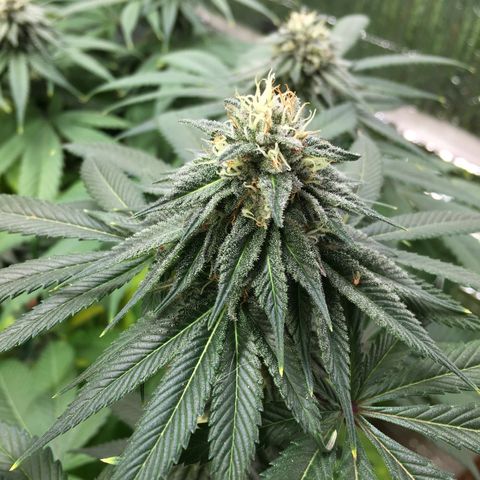 🌚 SSH OG +++ 🌝  ♌️ growlog timeline photo