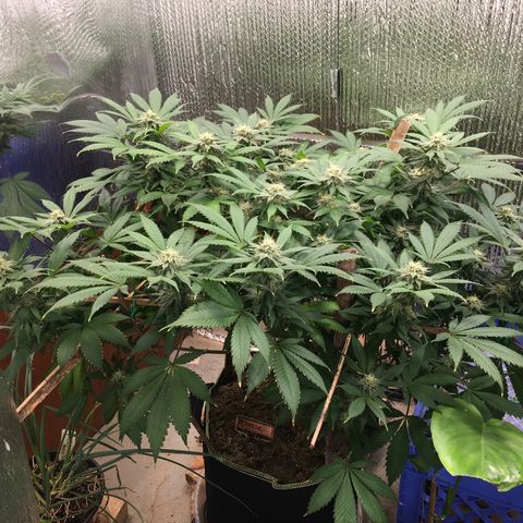 🧀 Cheese 🧀  growlog timeline photo