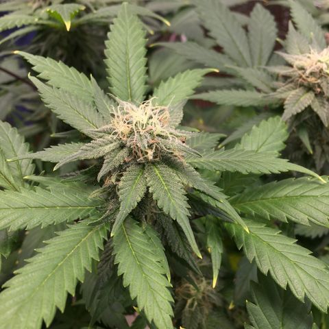 🧀 Cheese 🧀  growlog timeline photo