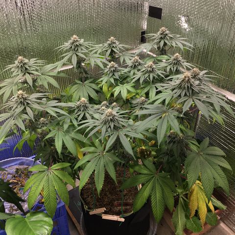 🌚 SSH OG +++ 🌝  ♌️ growlog timeline photo