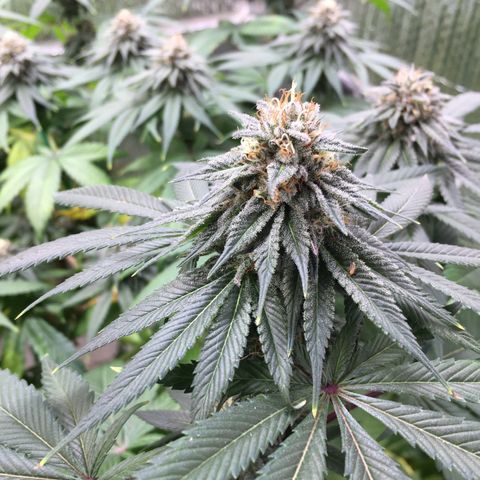 🌚 SSH OG +++ 🌝  ♌️ growlog timeline photo