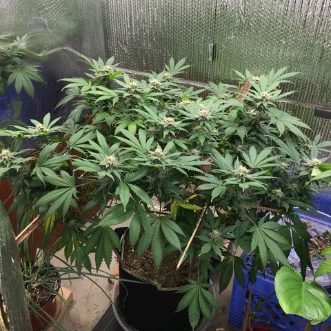 🧀 Cheese 🧀  growlog timeline photo