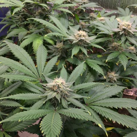 🧀 Cheese 🧀  growlog timeline photo