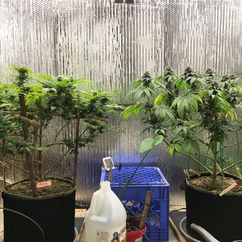 🌚 SSH OG +++ 🌝  ♌️ growlog timeline photo