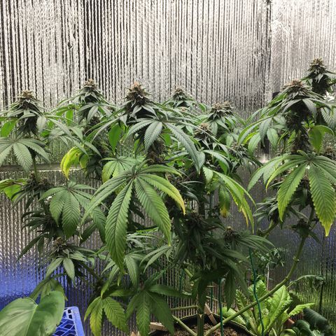 🌚 SSH OG +++ 🌝  ♌️ growlog timeline photo