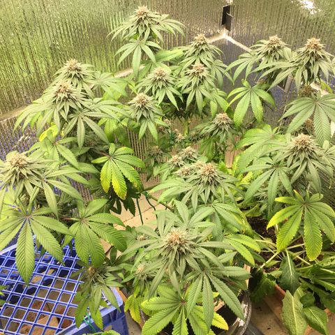 🌚 SSH OG +++ 🌝  ♌️ growlog timeline photo