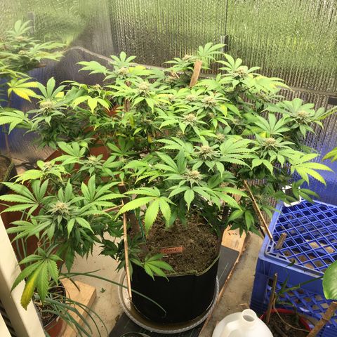 🧀 Cheese 🧀  growlog timeline photo
