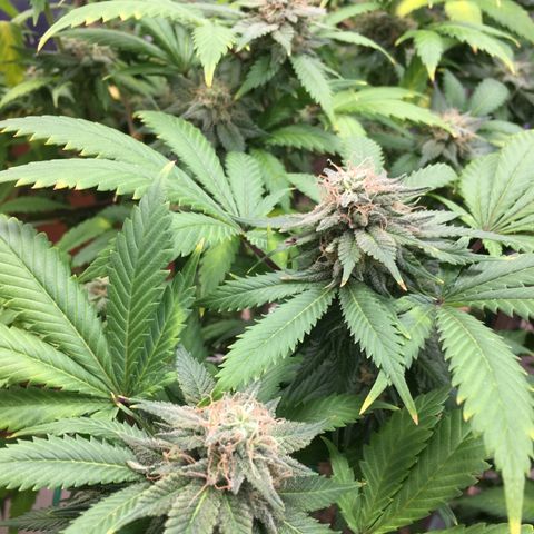 🧀 Cheese 🧀  growlog timeline photo