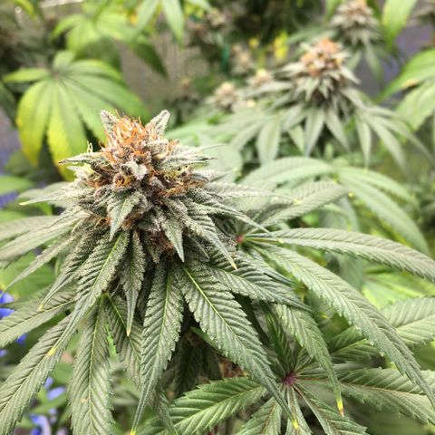 🌚 SSH OG +++ 🌝  ♌️ growlog timeline photo