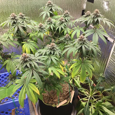 🌚 SSH OG +++ 🌝  ♌️ growlog timeline photo