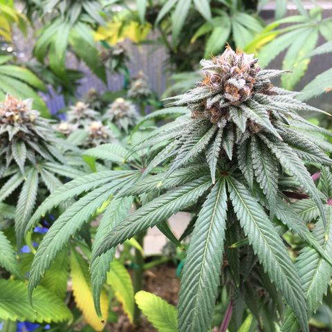 🌚 SSH OG +++ 🌝  ♌️ growlog timeline photo