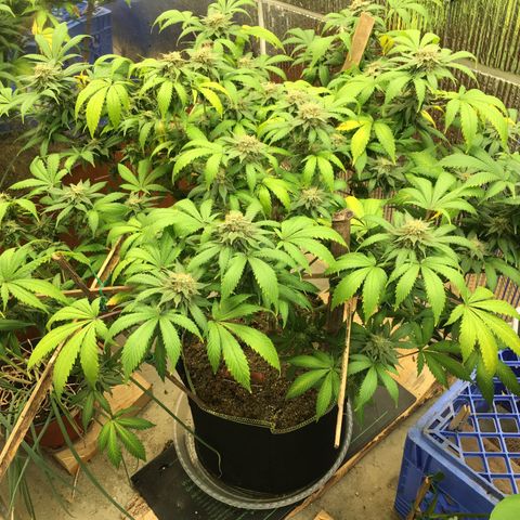 🧀 Cheese 🧀  growlog timeline photo