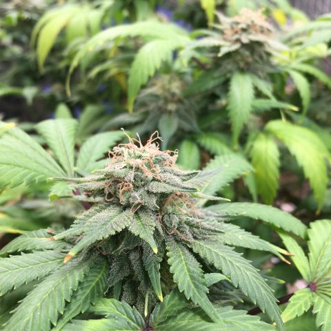 🧀 Cheese 🧀  growlog timeline photo