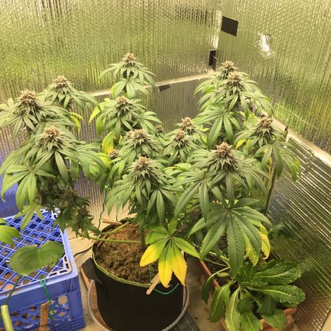 🌚 SSH OG +++ 🌝  ♌️ growlog timeline photo