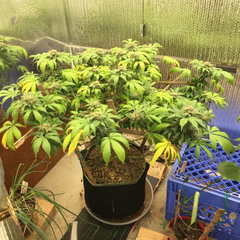 🧀 Cheese 🧀  growlog timeline photo