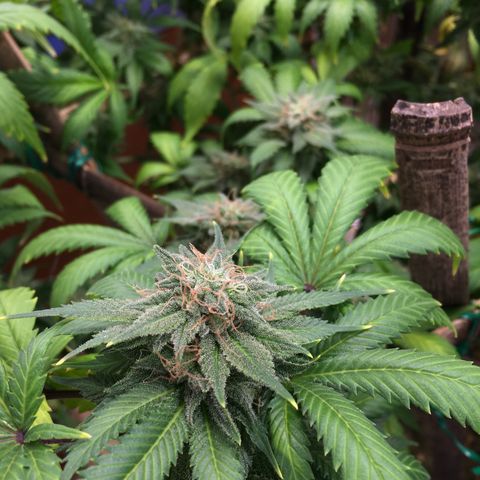 🧀 Cheese 🧀  growlog timeline photo