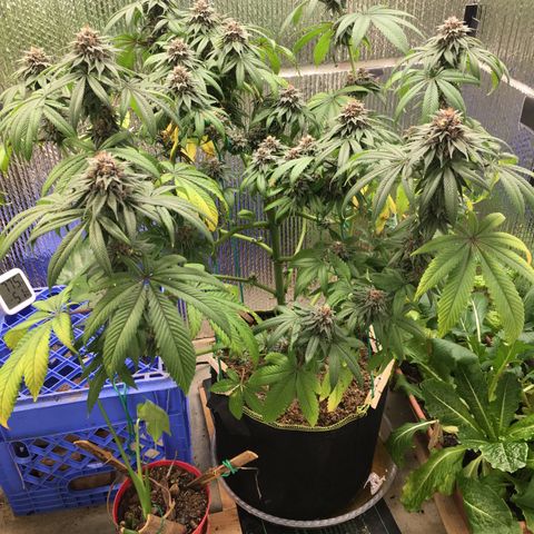 🌚 SSH OG +++ 🌝  ♌️ growlog timeline photo