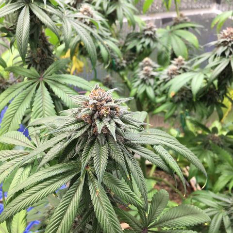 🌚 SSH OG +++ 🌝  ♌️ growlog timeline photo