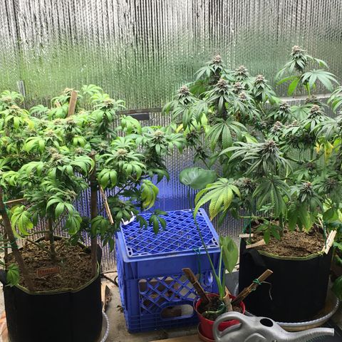 🌚 SSH OG +++ 🌝  ♌️ growlog timeline photo