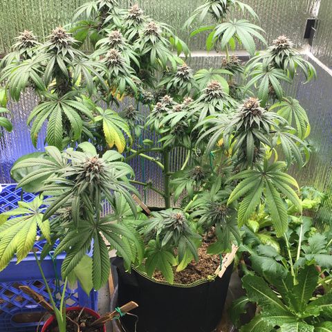 🌚 SSH OG +++ 🌝  ♌️ growlog timeline photo