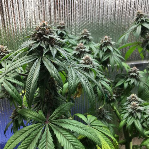 🌚 SSH OG +++ 🌝  ♌️ growlog timeline photo