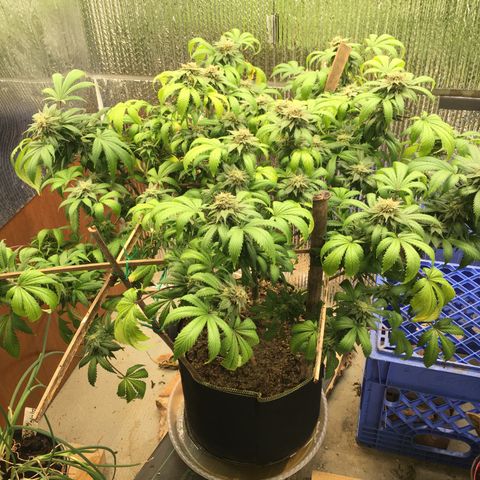 🧀 Cheese 🧀  growlog timeline photo
