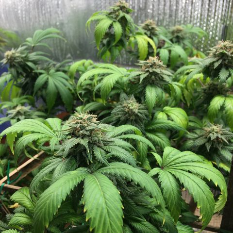 🧀 Cheese 🧀  growlog timeline photo