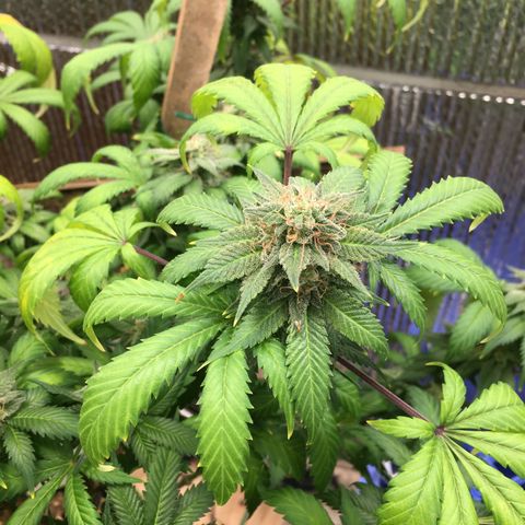 🧀 Cheese 🧀  growlog timeline photo