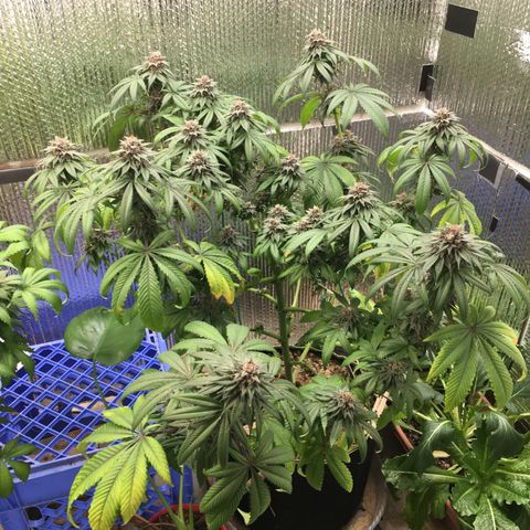 🌚 SSH OG +++ 🌝  ♌️ growlog timeline photo