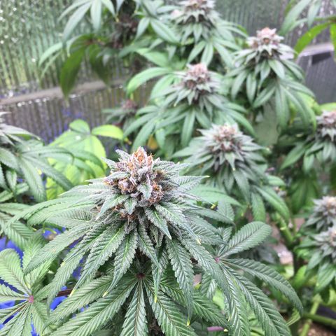 🌚 SSH OG +++ 🌝  ♌️ growlog timeline photo