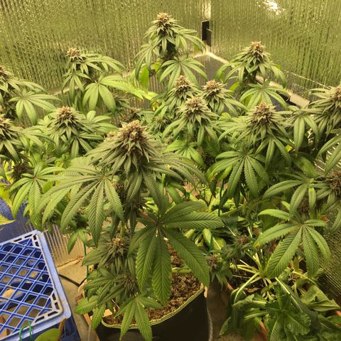🌚 SSH OG +++ 🌝  ♌️ growlog timeline photo
