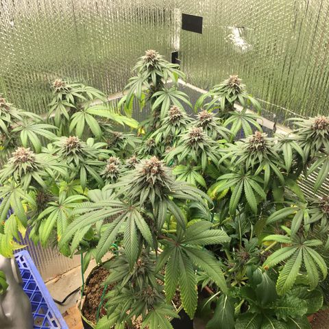🌚 SSH OG +++ 🌝  ♌️ growlog timeline photo