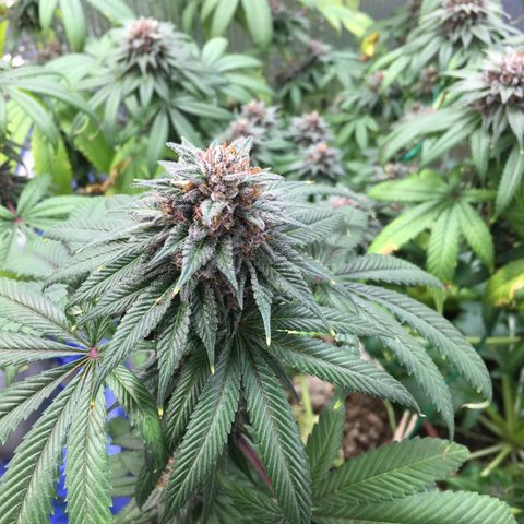 🌚 SSH OG +++ 🌝  ♌️ growlog timeline photo