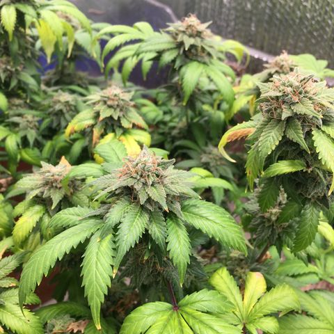🧀 Cheese 🧀  growlog timeline photo