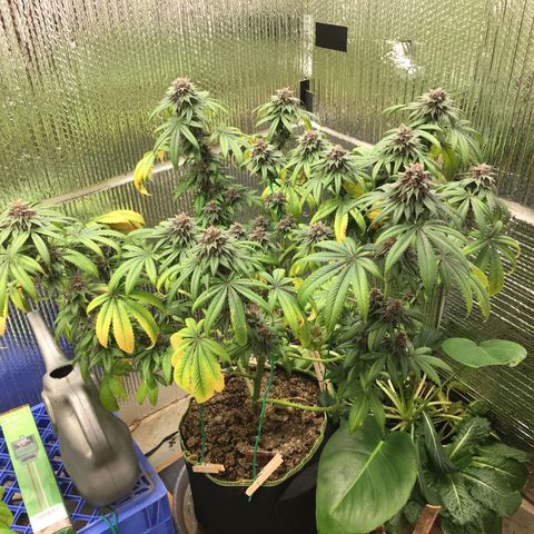 🌚 SSH OG +++ 🌝  ♌️ growlog timeline photo